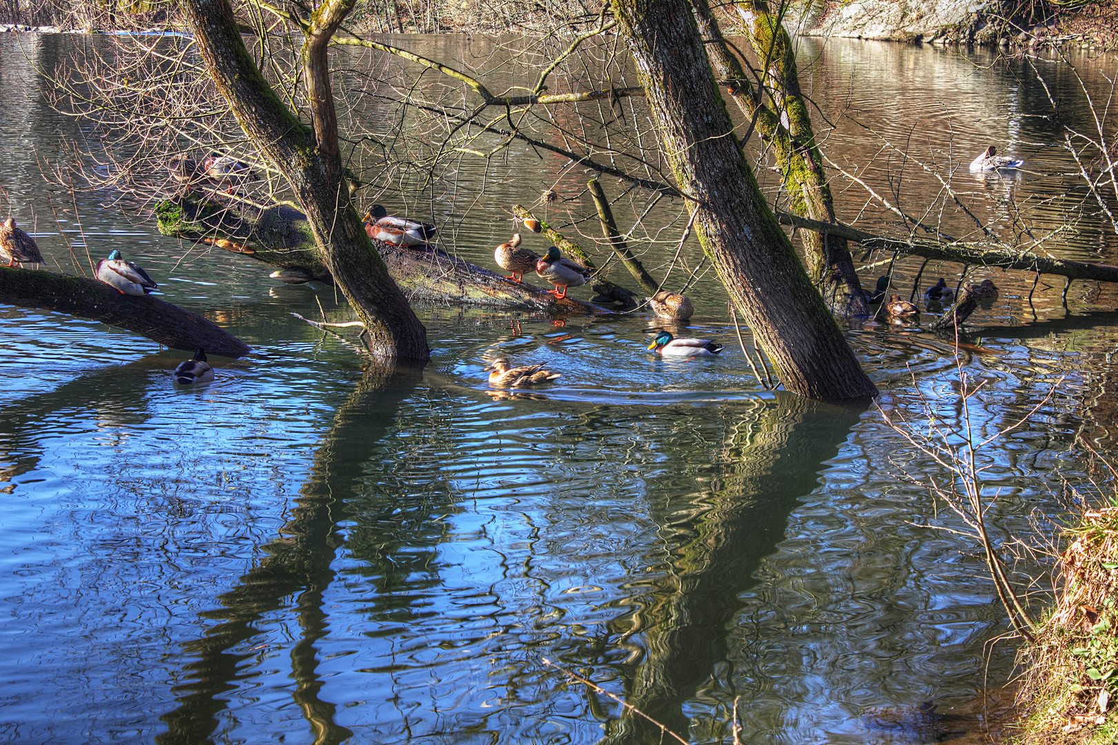 Enten an der Sieg