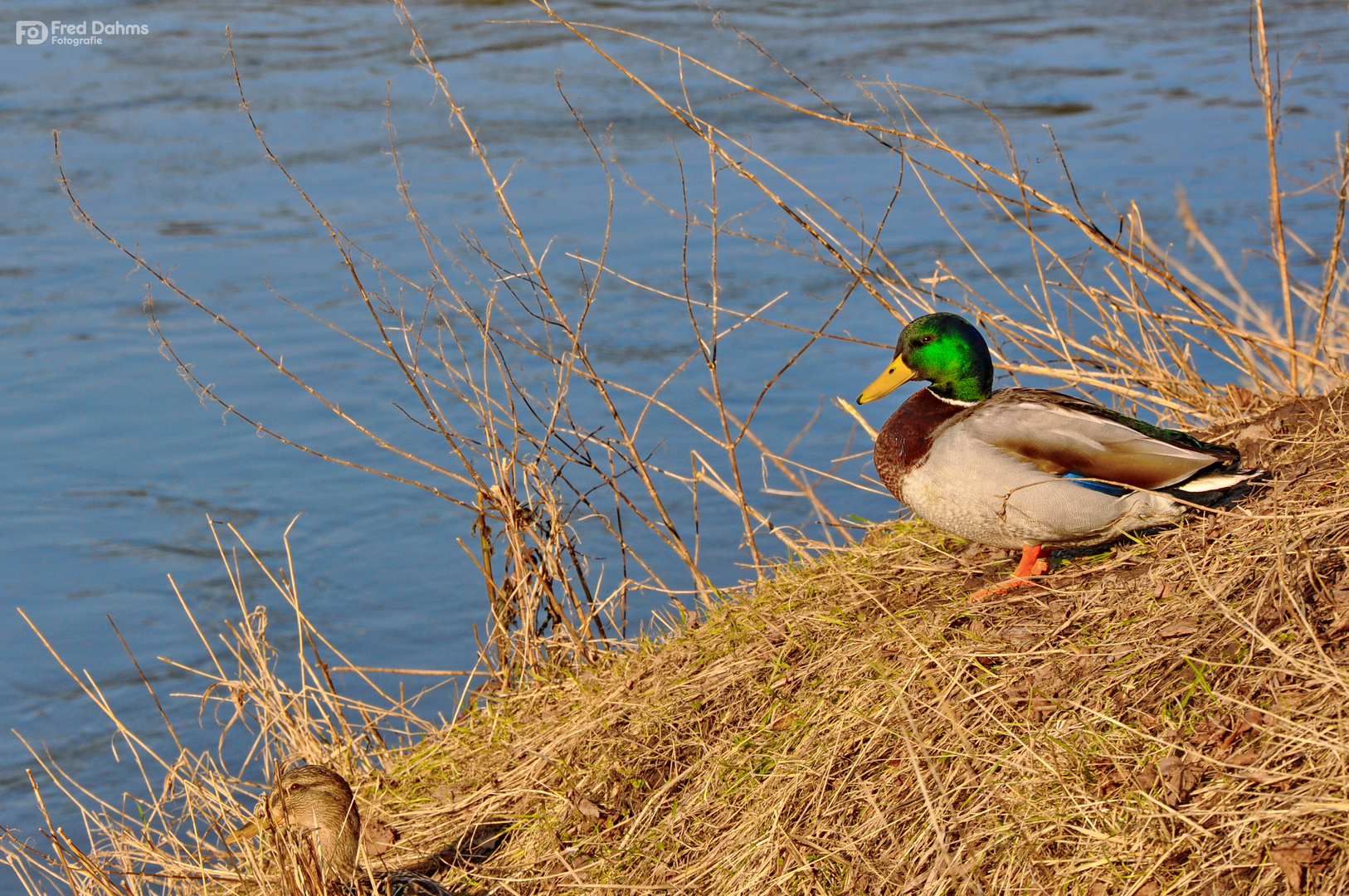 Enten an der Weserpromenade