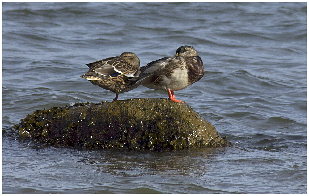 Enten an Seetang