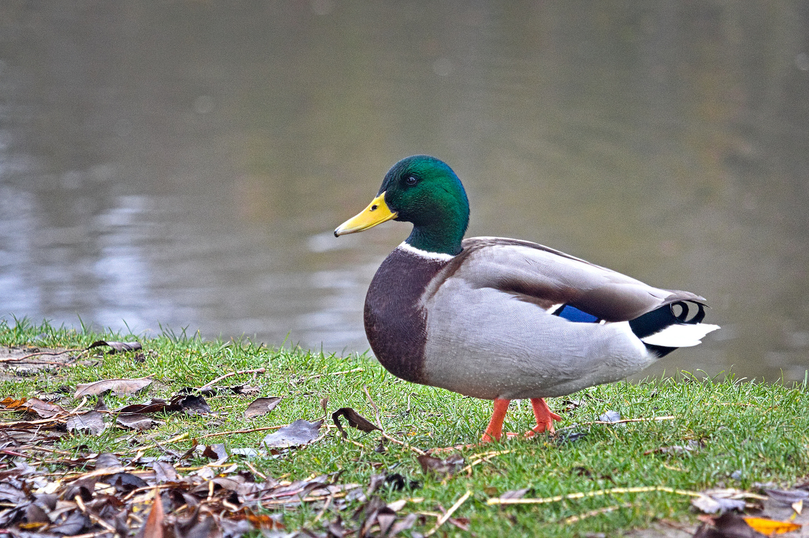 Enten an unserem Weiher