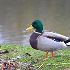 Enten an unserem Weiher