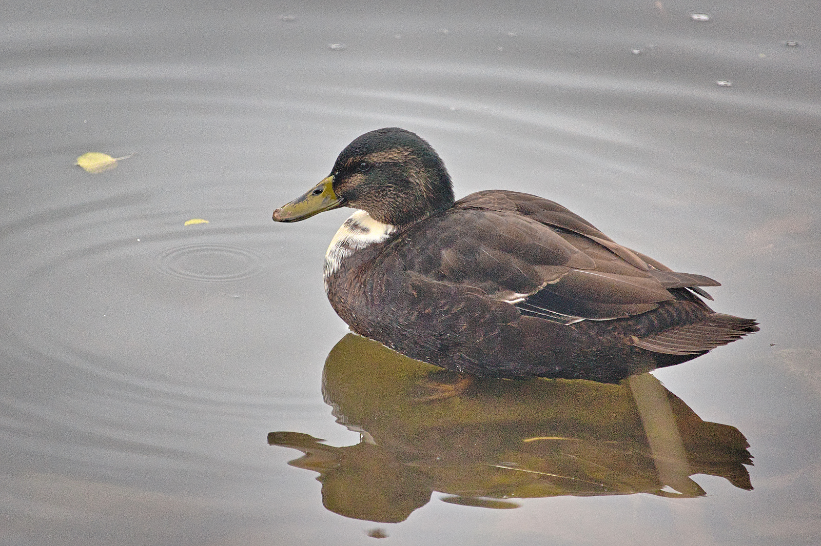 Enten an unserem Weiher