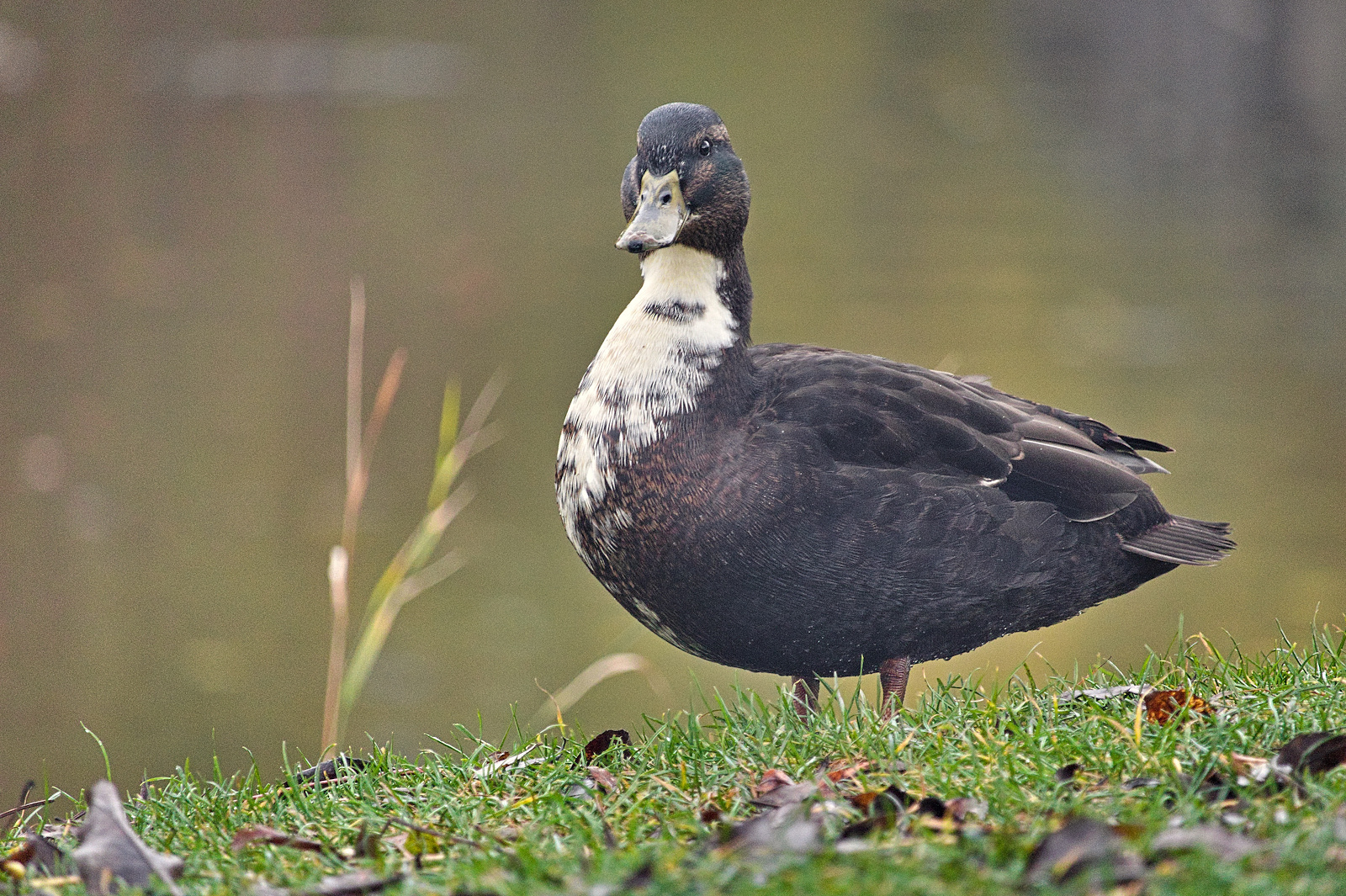 Enten an unserem Weiher