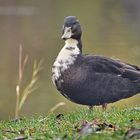 Enten an unserem Weiher