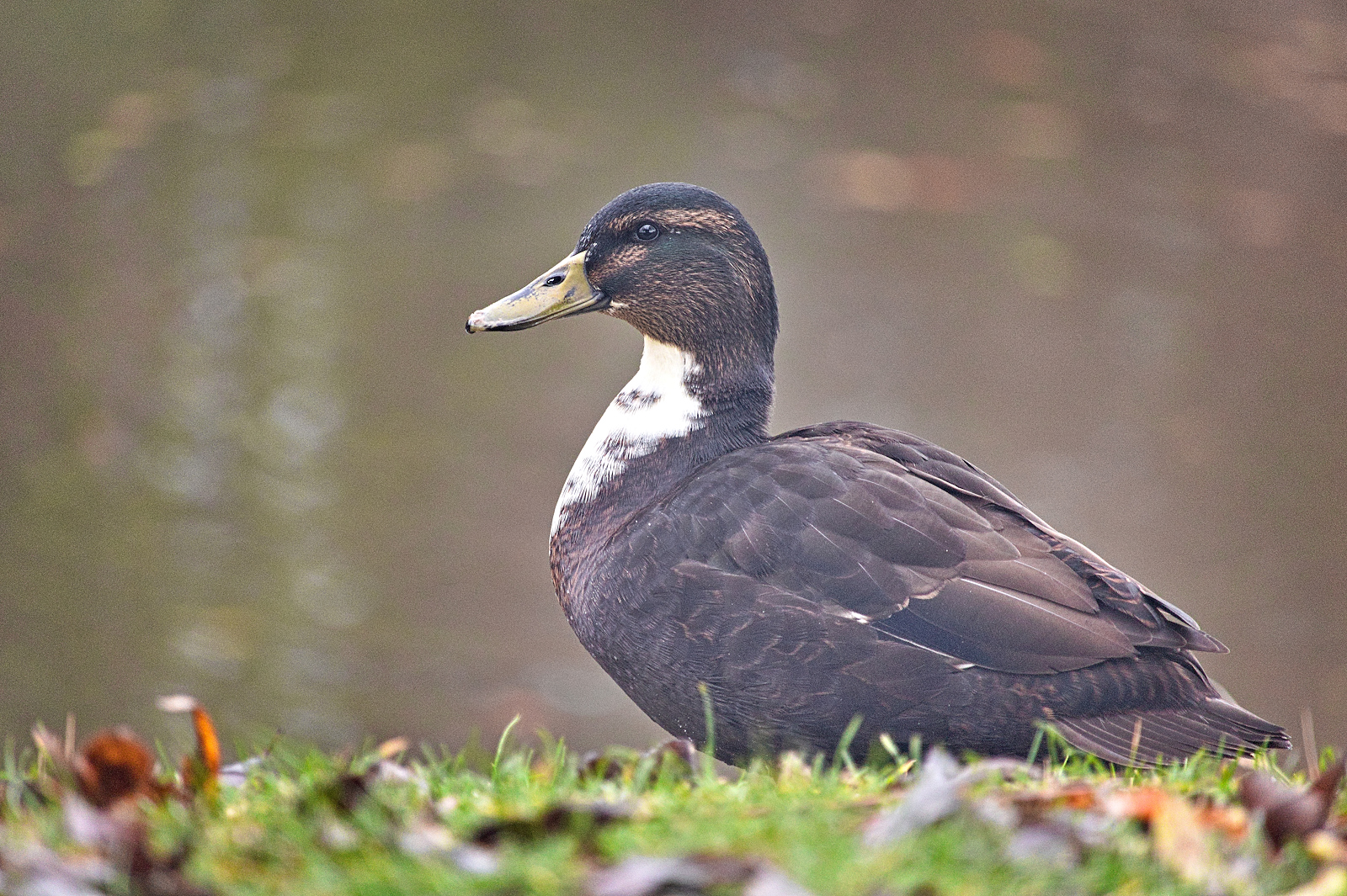 Enten an unserem Weiher