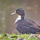 Enten an unserem Weiher