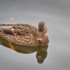 Enten an unserem Weiher