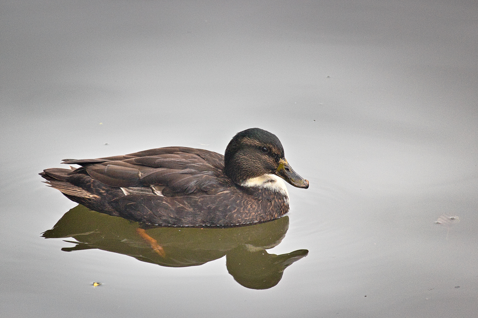 Enten an unserem Weiher