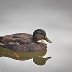 Enten an unserem Weiher