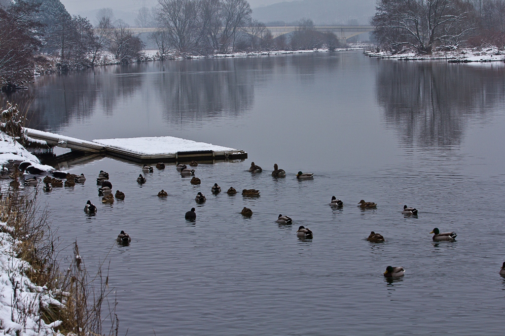 Enten-Anlegeplatz