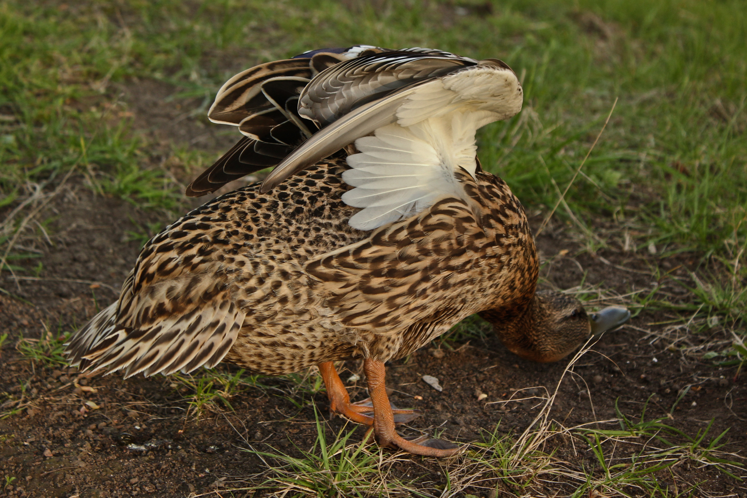 Enten Asana