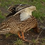 Enten Asana