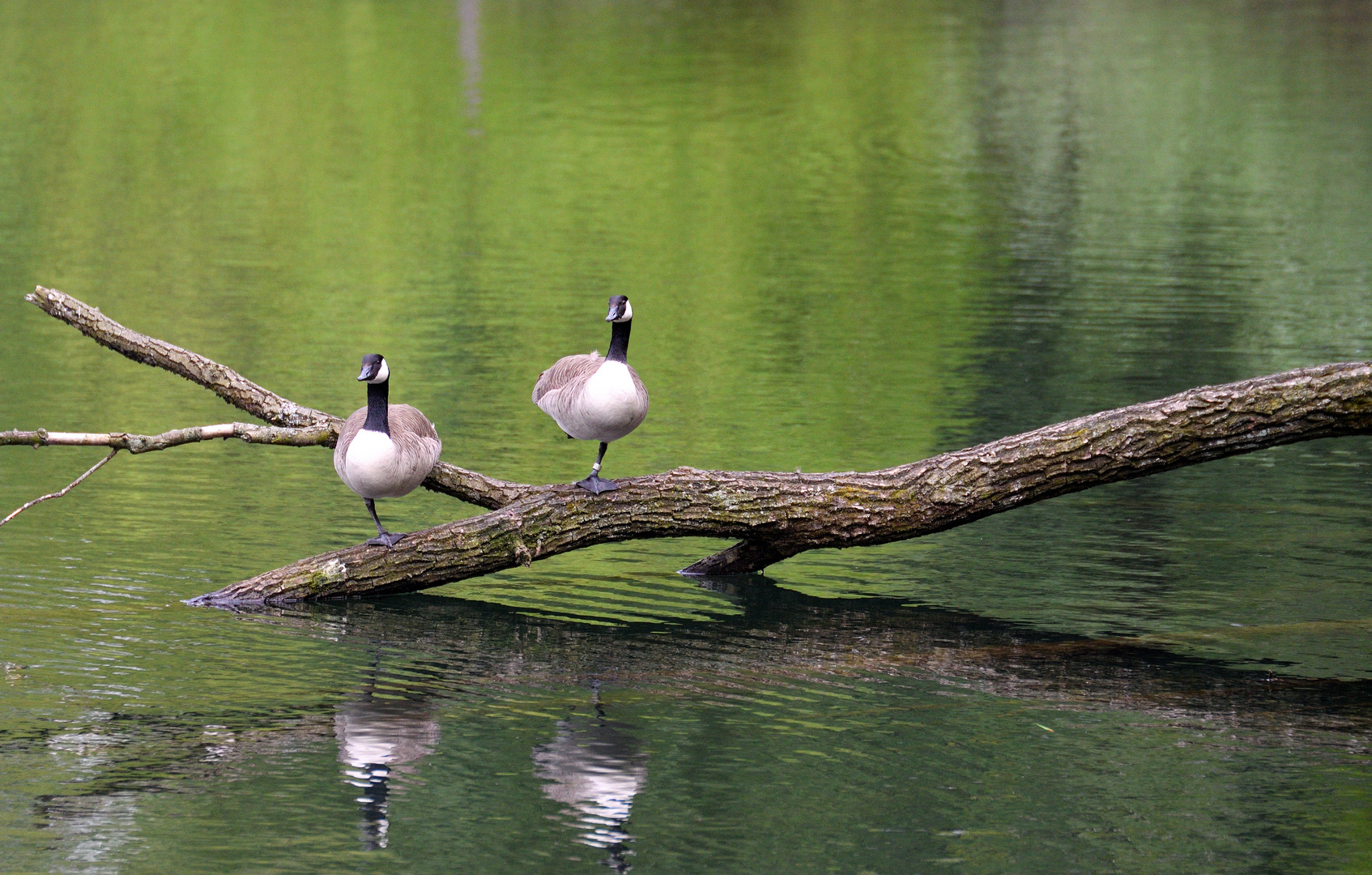 Enten auf Baum