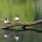 Enten auf Baum