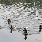 Enten auf dem Badesee Hemmoor ...