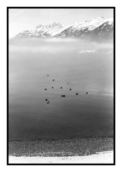 Enten auf dem Brienzersee