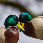 Enten auf dem Dach