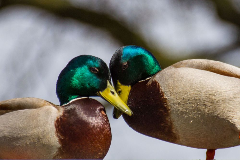 Enten auf dem Dach