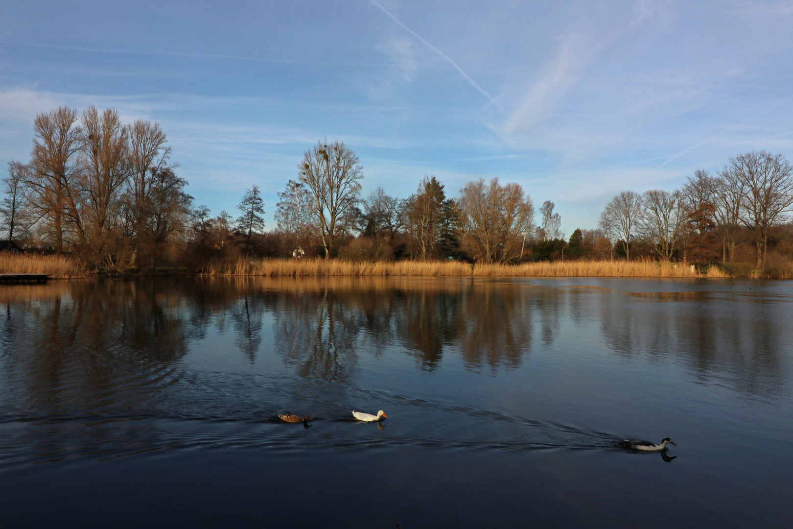 Enten auf dem Dowesee