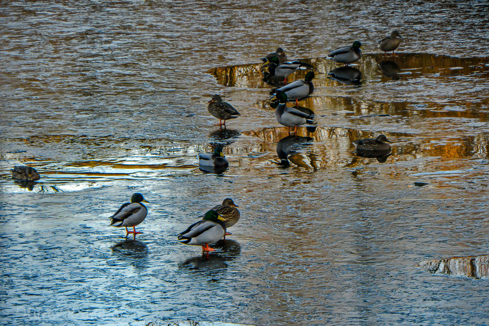 Enten auf dem Eis