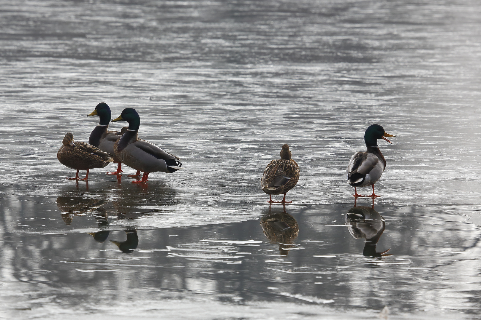 Enten auf dem Eis