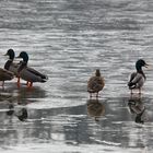 Enten auf dem Eis