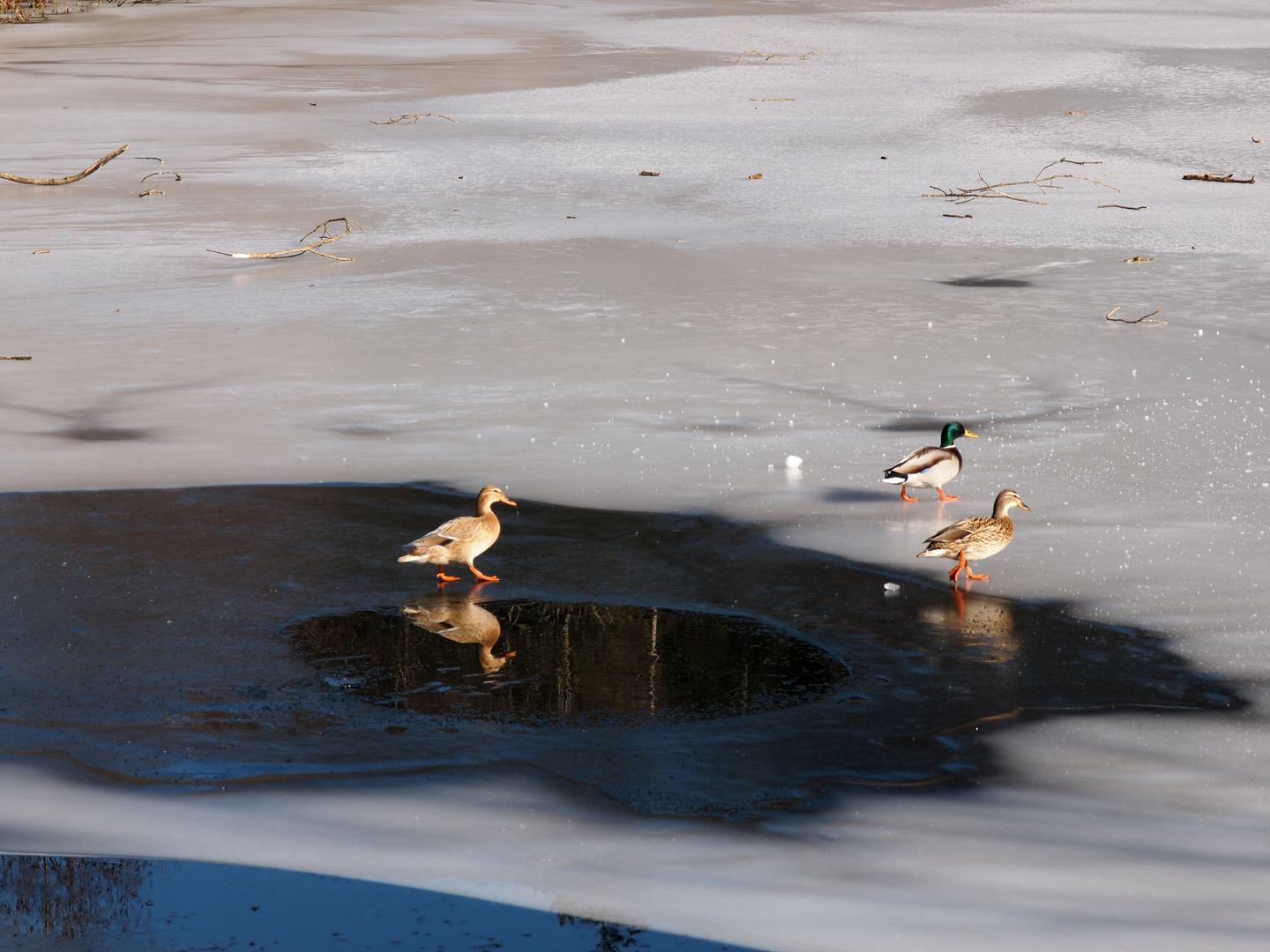 Enten auf dem Eis