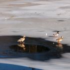 Enten auf dem Eis