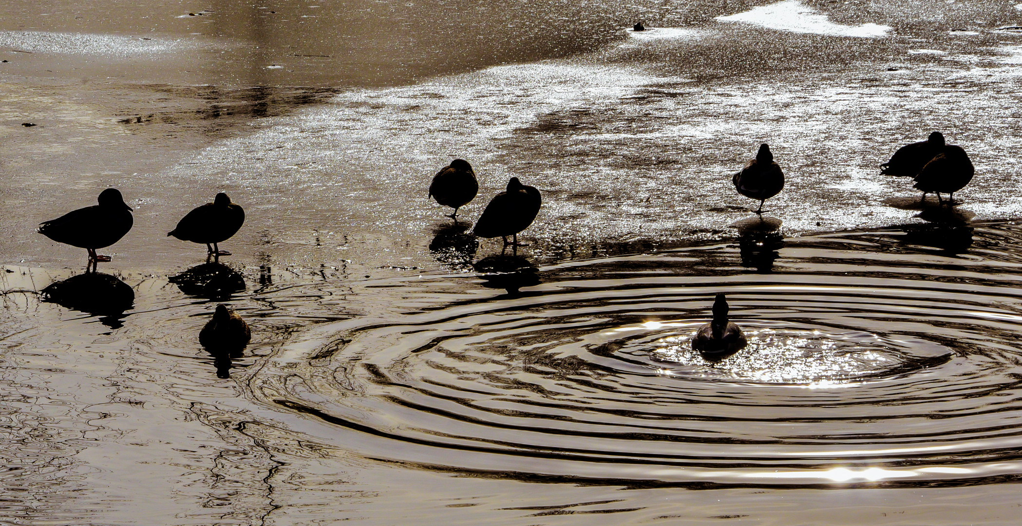 Enten auf dem Eis