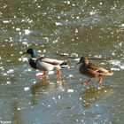 Enten auf dem Eis