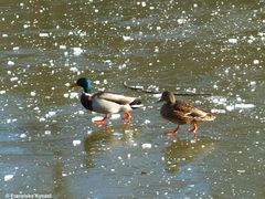 Enten auf dem Eis