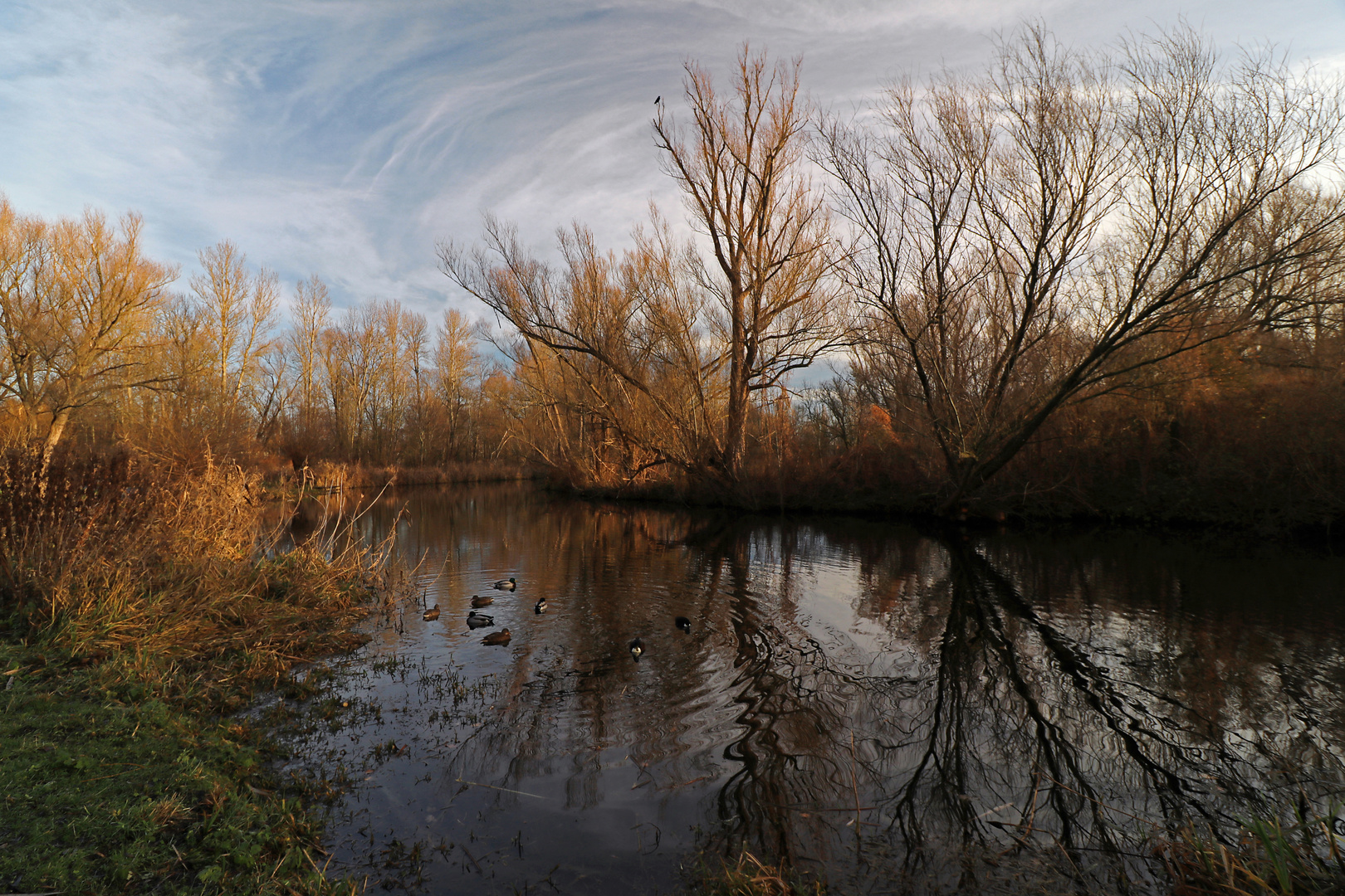 Enten auf dem Fluss