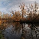 Enten auf dem Fluss