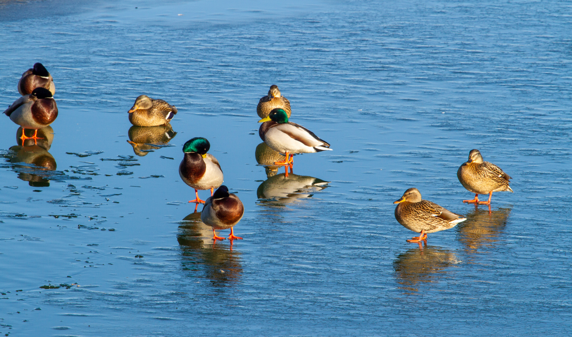 Enten auf dem Fluss Olt, Rumänien