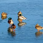 Enten auf dem Fluss Olt, Rumänien