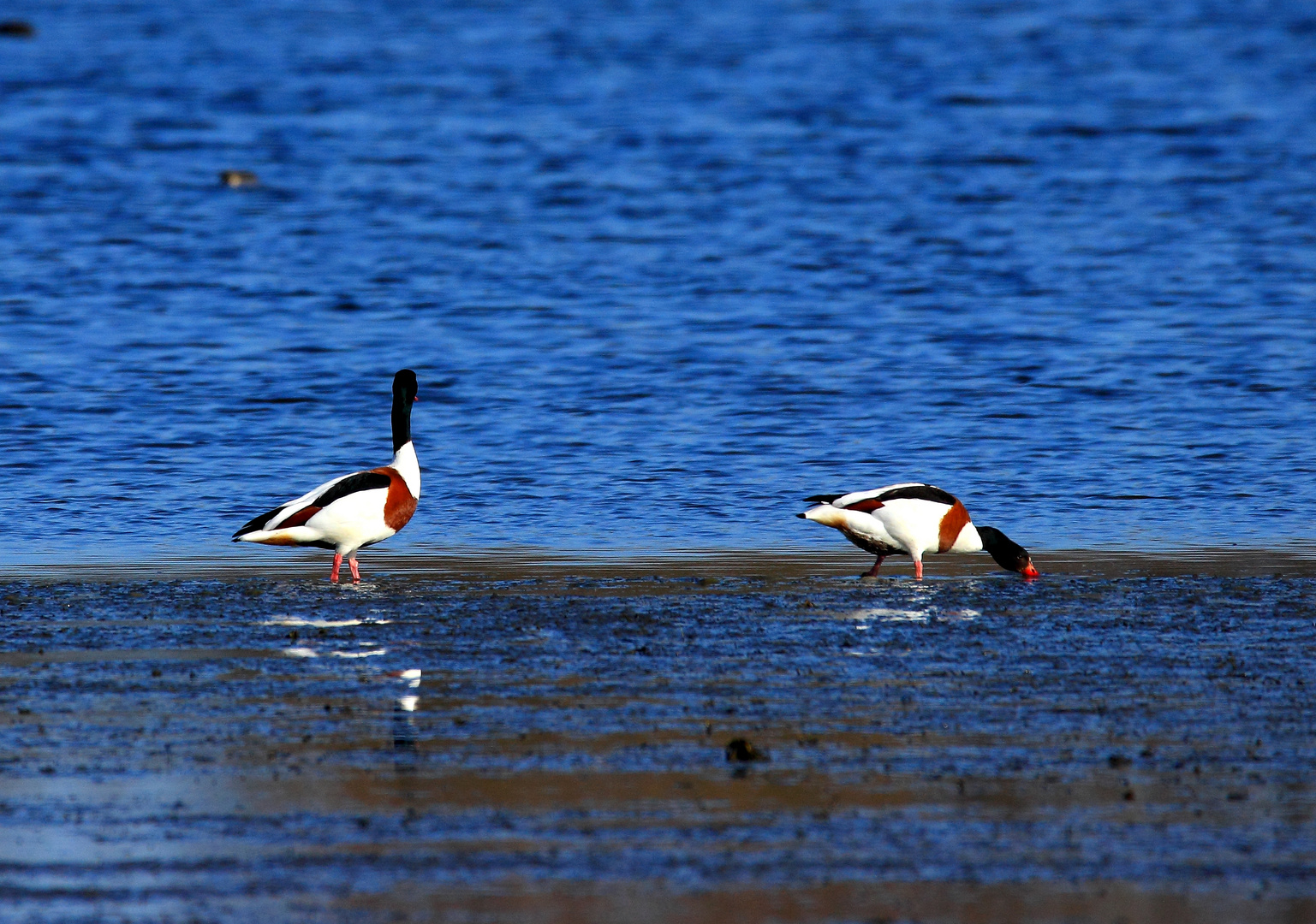 Enten auf dem großen Teich der Rieselfelder