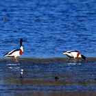 Enten auf dem großen Teich der Rieselfelder