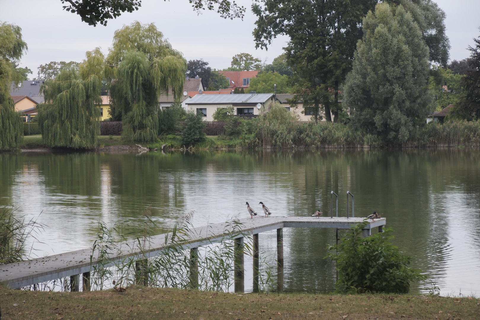 Enten auf dem (Lauf) Steg