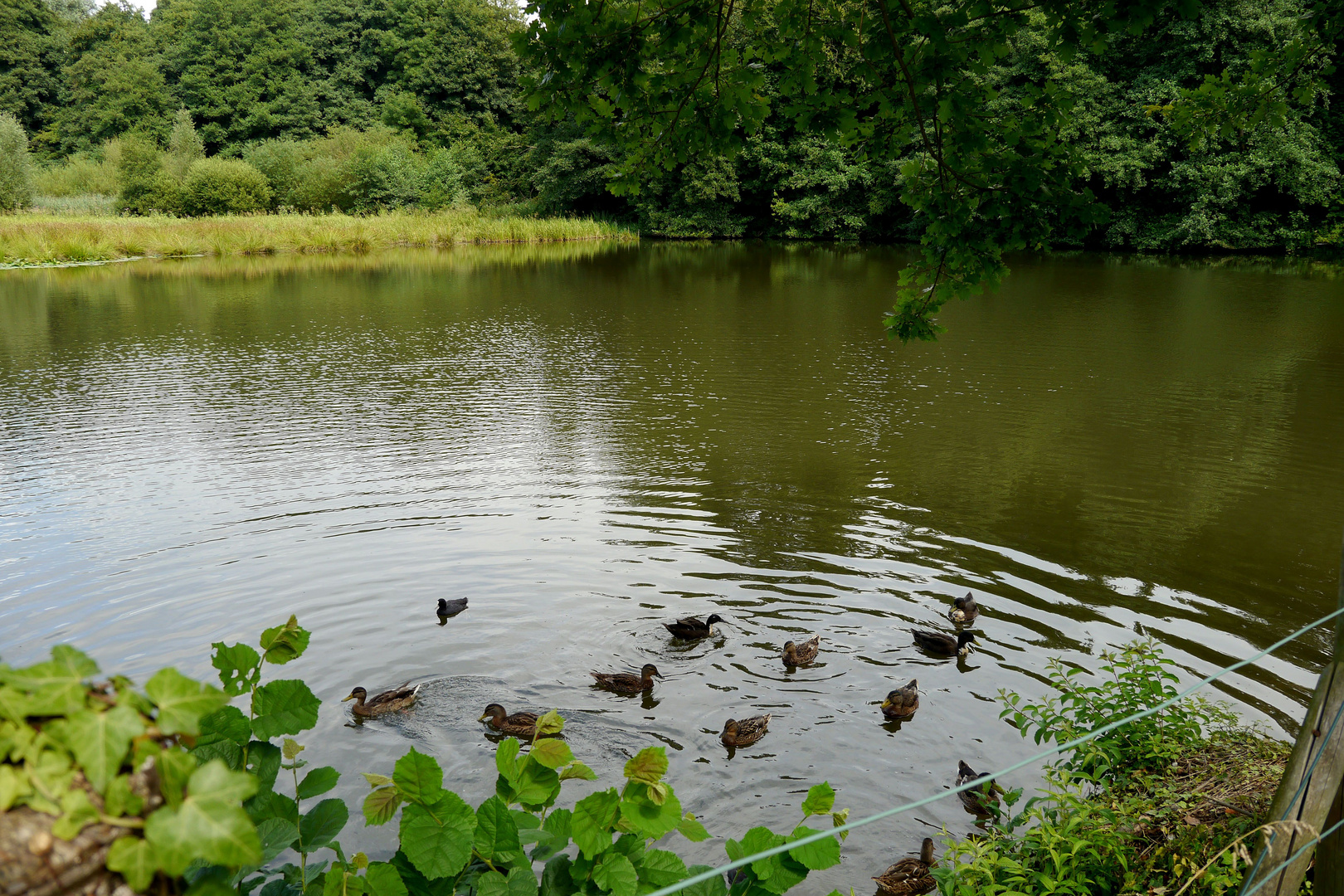 Enten auf dem Mühlenteich in Aprath