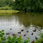 Enten auf dem Mühlenteich in Aprath