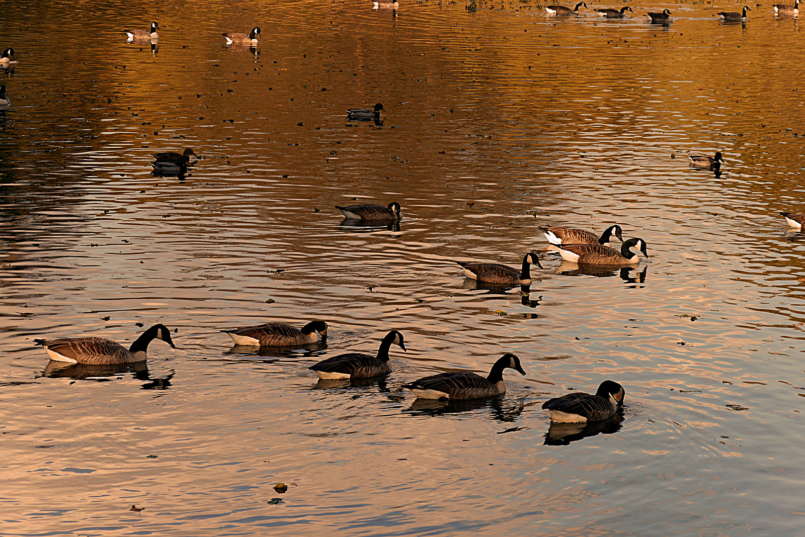 Enten auf dem Mühlenteich in der Abendstimmung.