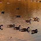 Enten auf dem Mühlenteich in der Abendstimmung.