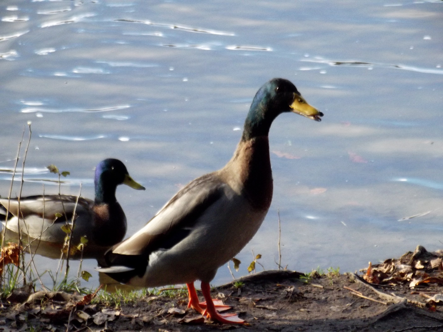 Enten auf dem Mühlenteich in Lensahn/Ostholstein