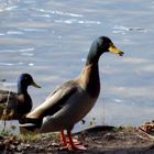 Enten auf dem Mühlenteich in Lensahn/Ostholstein