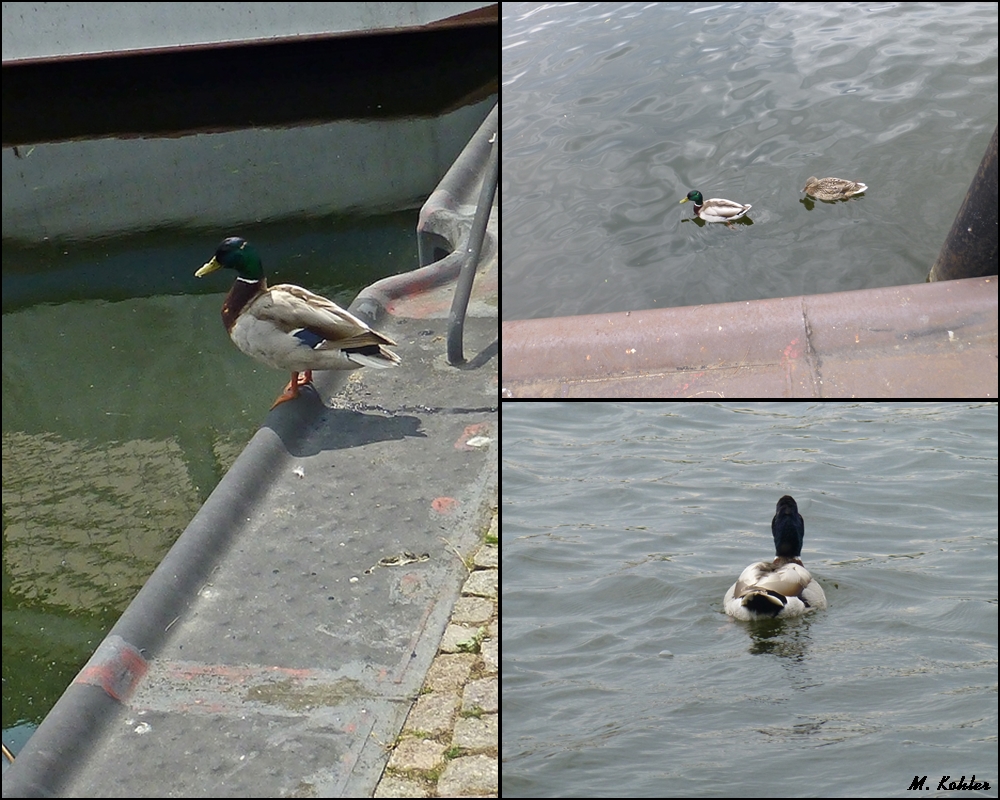 Enten auf dem Müritzsee-1