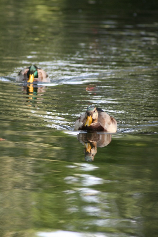 Enten auf dem Neckar