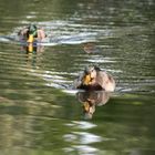 Enten auf dem Neckar