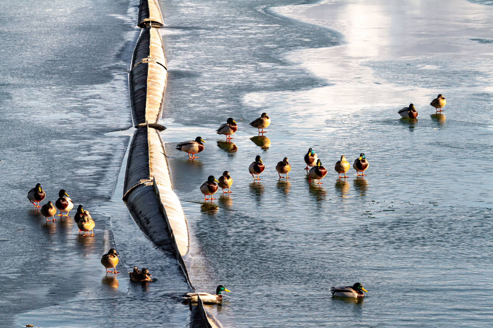 Enten auf dem Olt Fluss