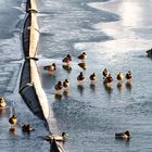 Enten auf dem Olt Fluss