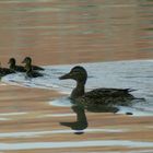 Enten auf dem Rhein